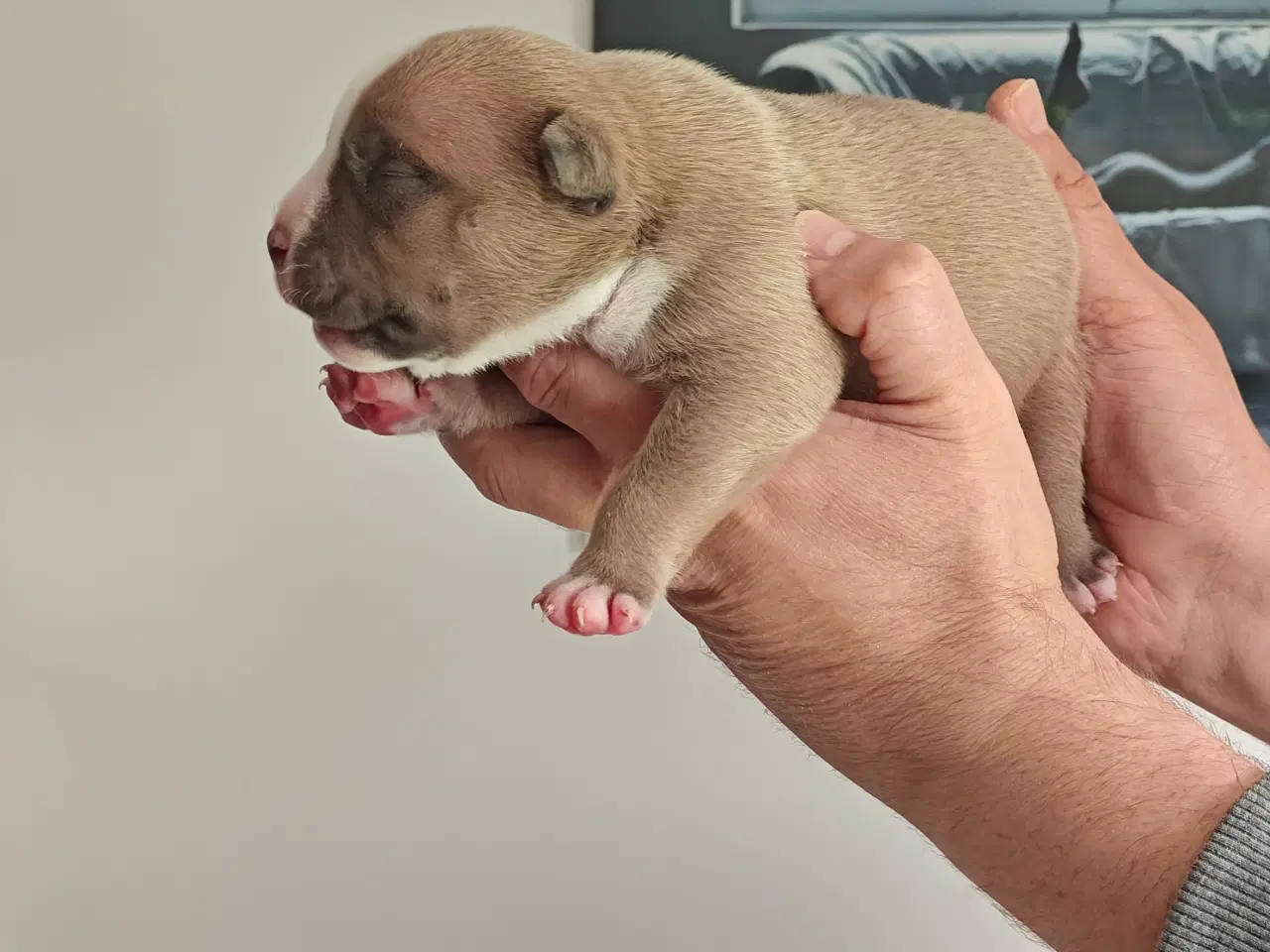 Billede 7 - American Bully hvalpe. 