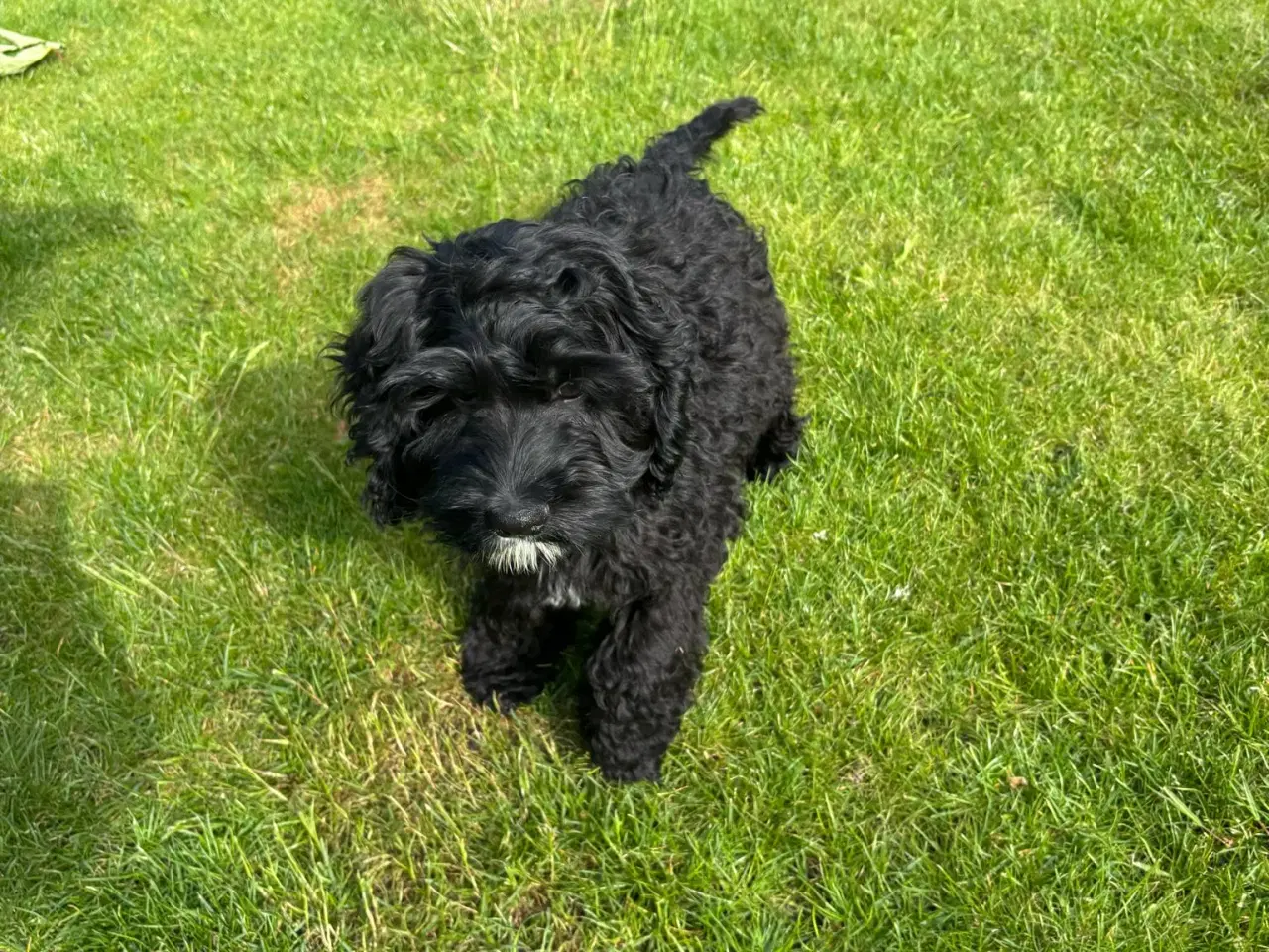 Billede 3 - amerikanske cocker spaniel blandings hvalpe
