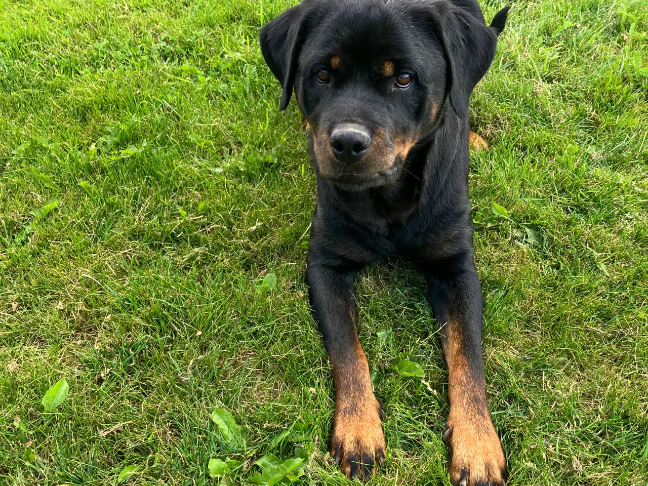 Billede 8 - Ægte Rottweiler hvalpe til salg 