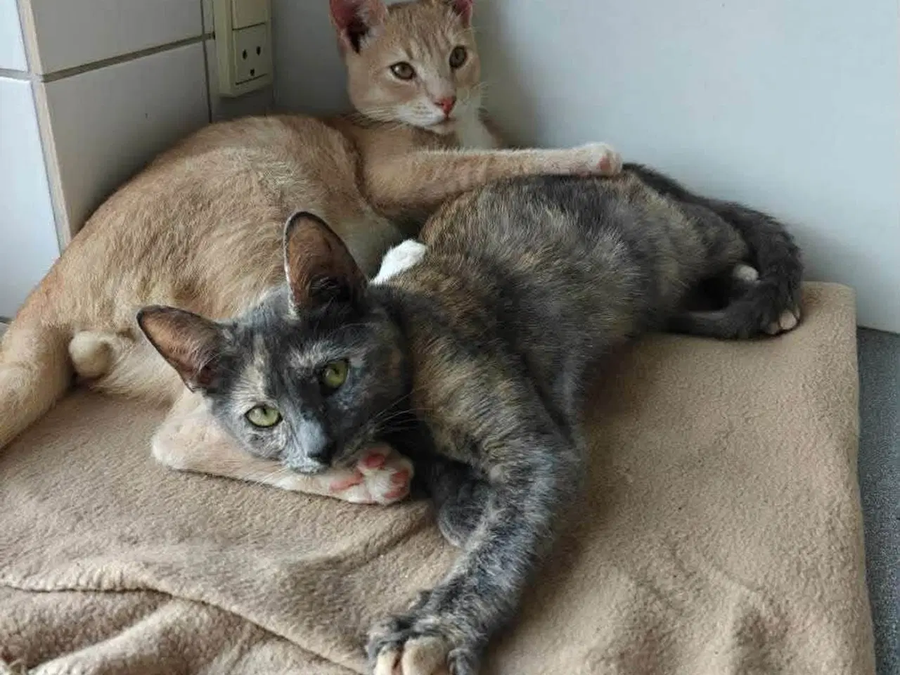 Billede 5 - Supersøde og kælne katte søger nyt hjem