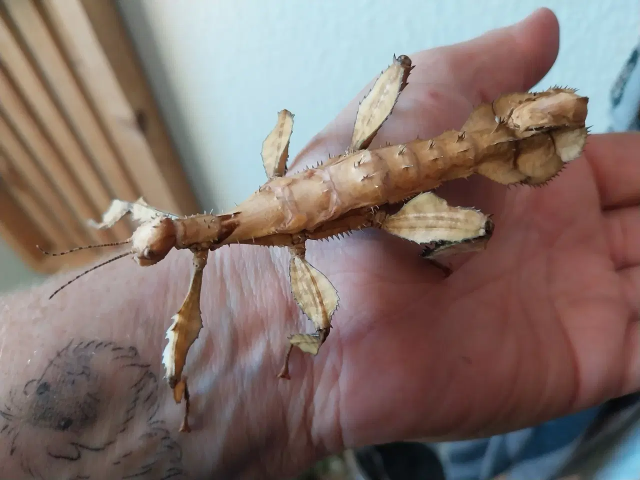 Billede 2 - Extatosoma tiaratum Rosengren