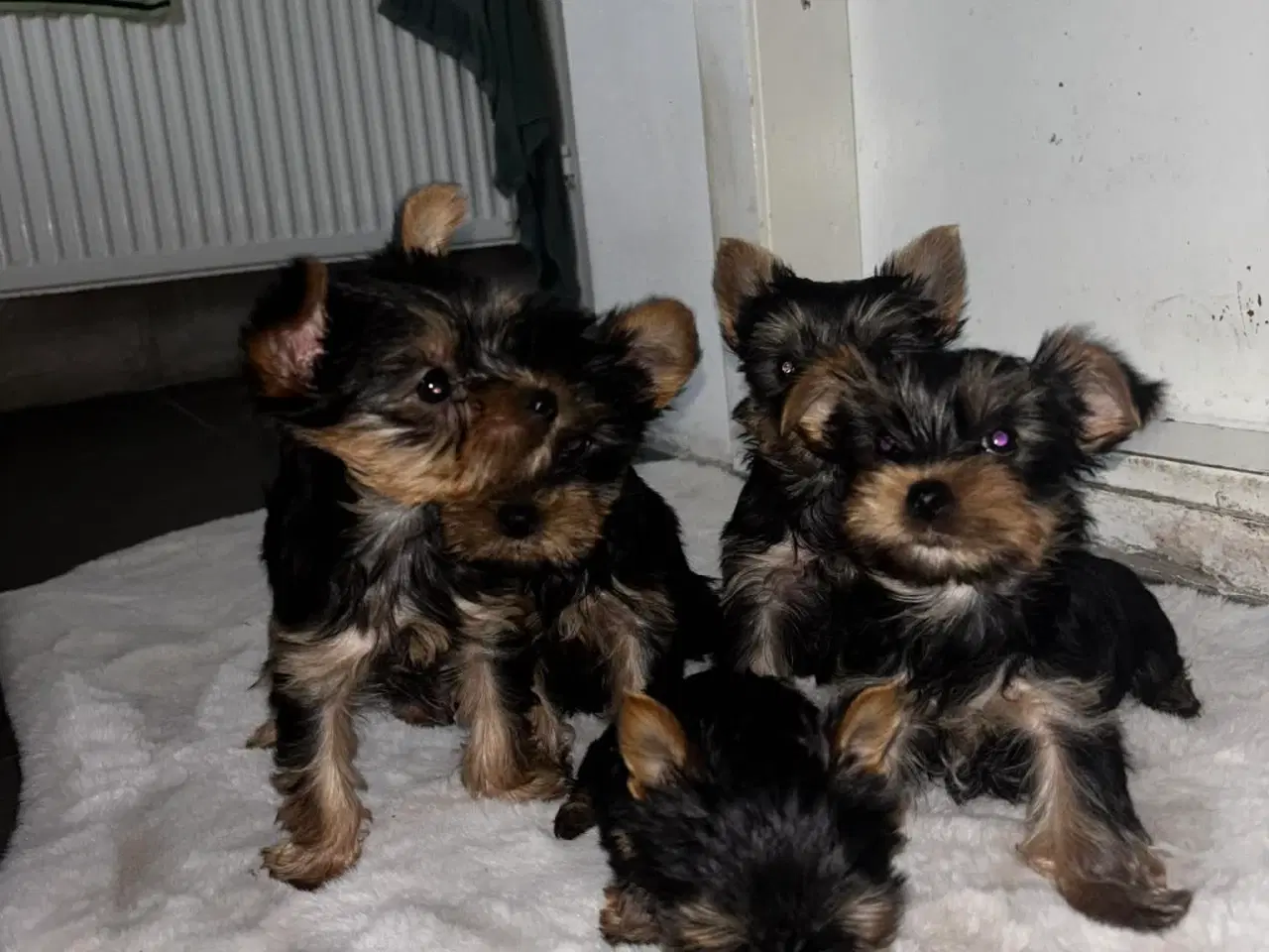 Billede 6 - 2 girls and 2 boys