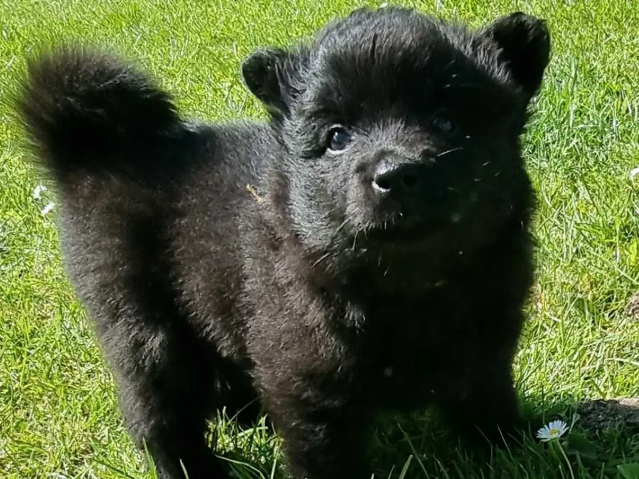 Billede 5 - Svensk lapphund 