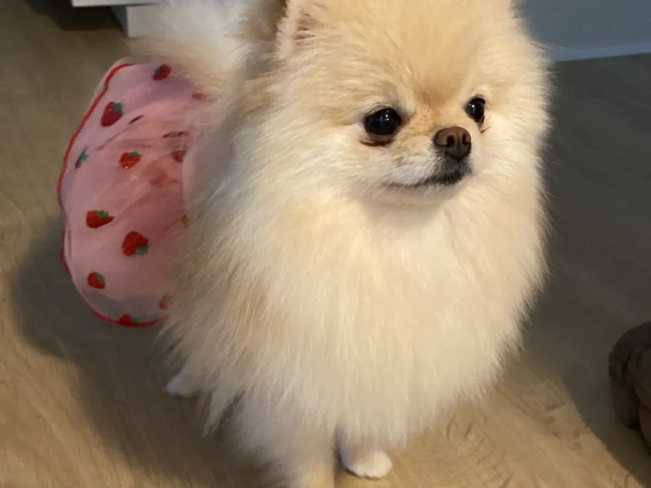 Billede 3 - Pomeranian, 4 år 