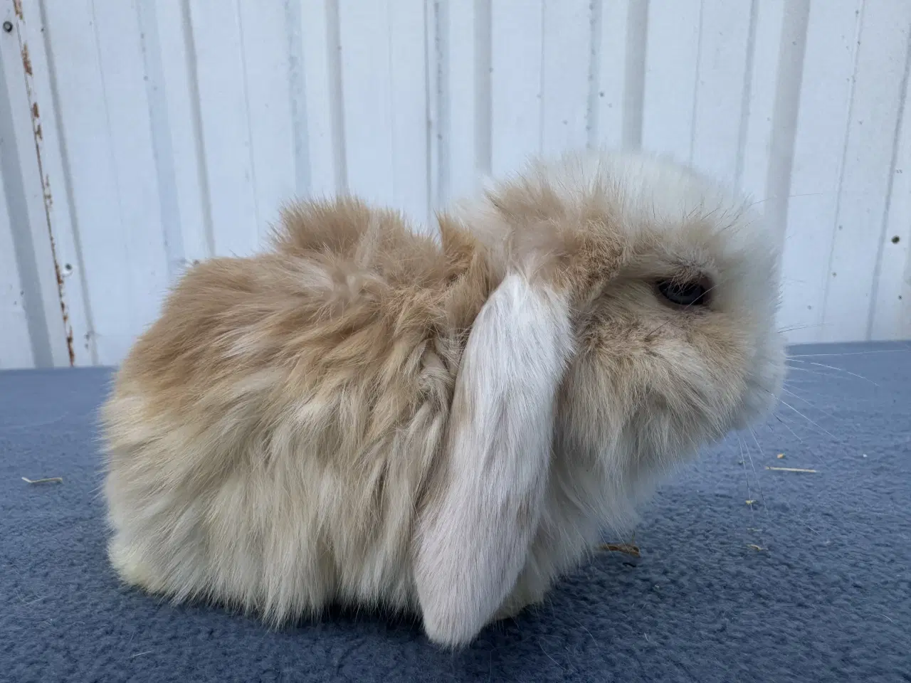 Billede 5 - Dværgvædder/Mini lop hankanin