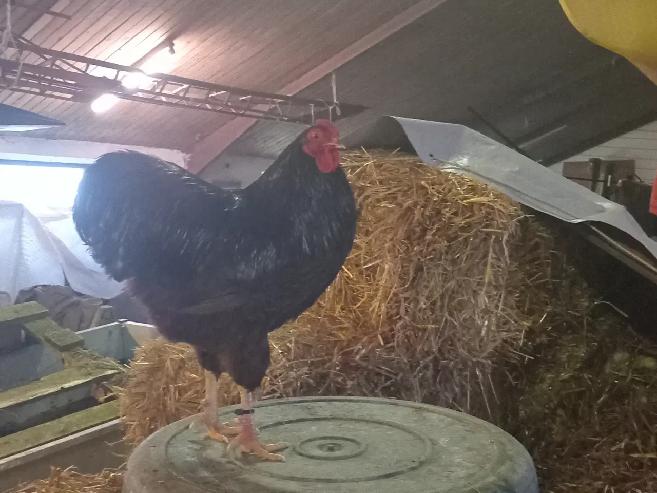 Billede 1 - Dværg Wyandot 