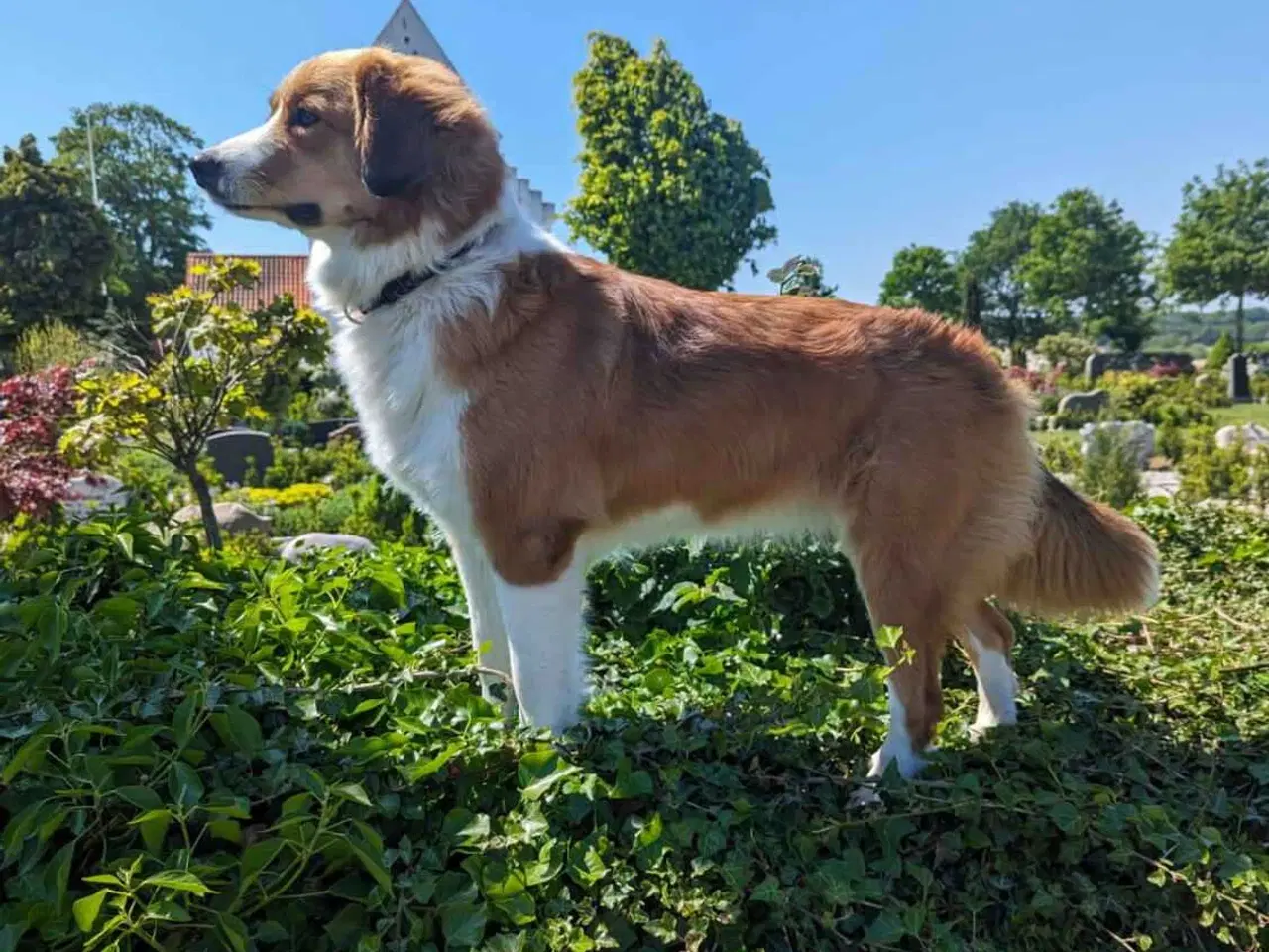 Billede 1 - Hanhund søges til parring 