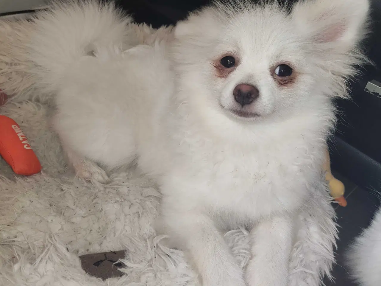Billede 7 - Mini Pomeranian 