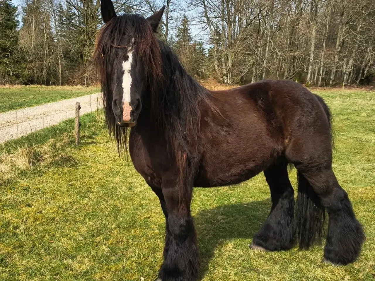 Billede 1 - 6 års sort jydehoppe med rødt pas