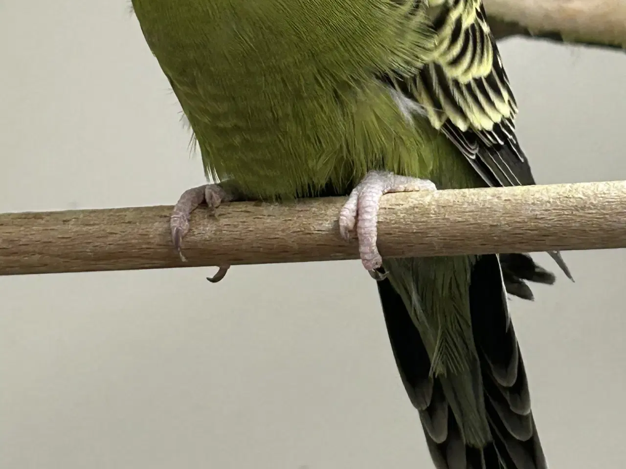 Billede 1 - Blackface undulater 