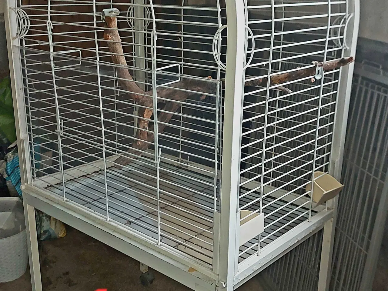 Billede 2 - Blåpandet amazone par 