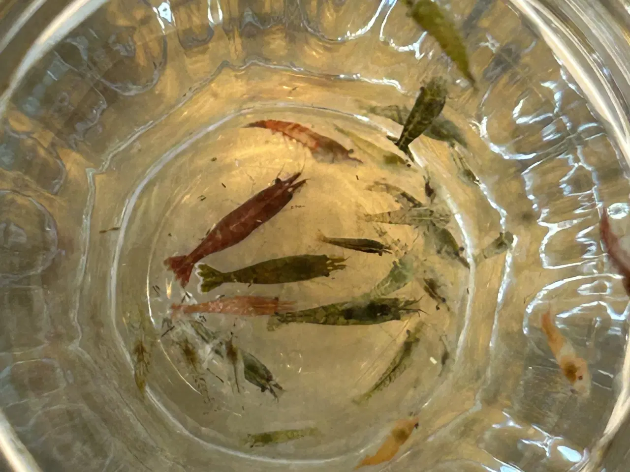 Billede 4 -  🦐 Neocaridina rejer – blandede 5stk | GLS