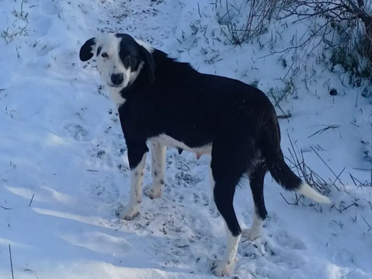 Billede 10 - Smukke Frigg søger sit eget hjem