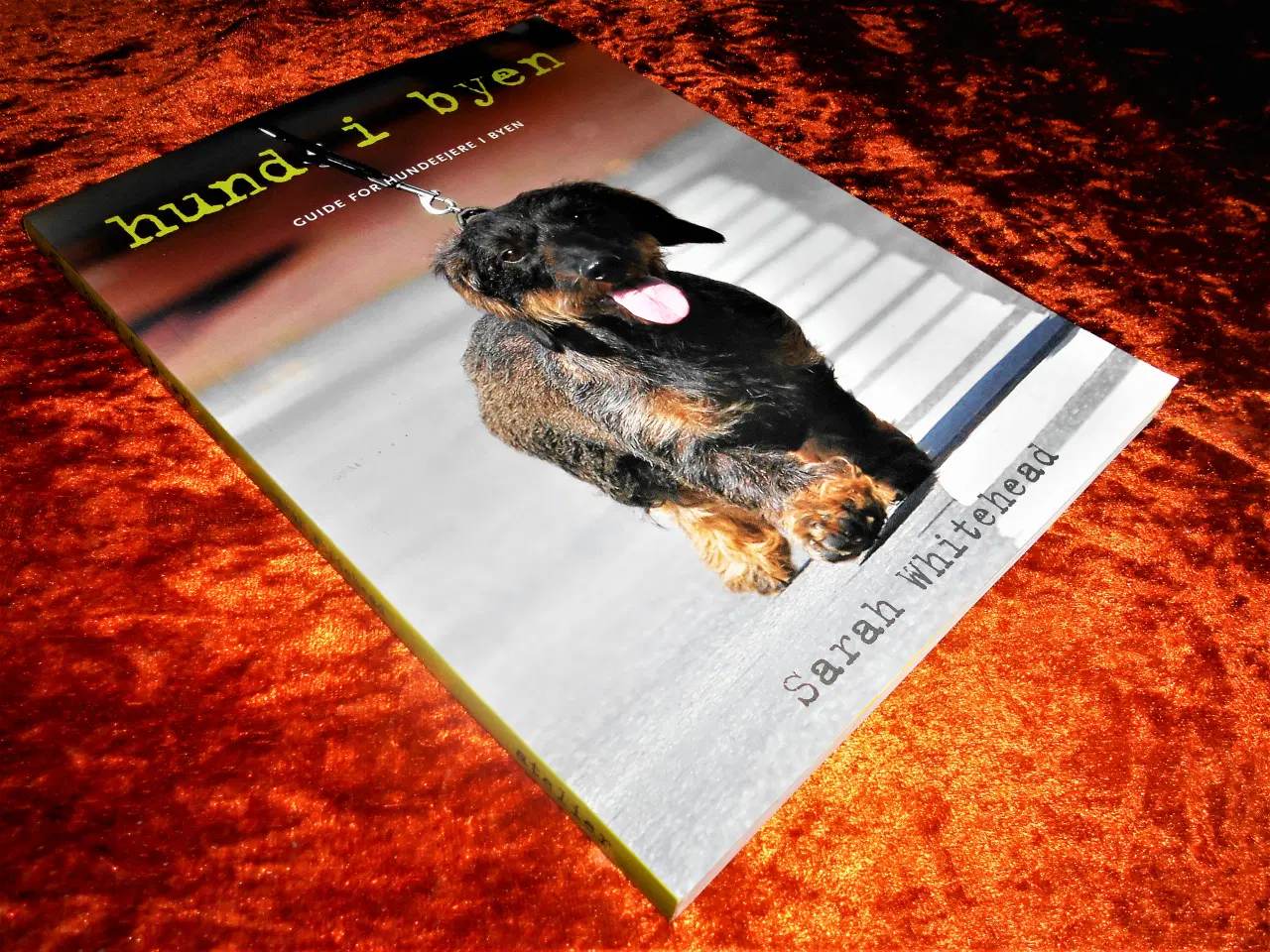 Billede 1 - Hund i byen, Sarah Whitehead, emne: dyr,