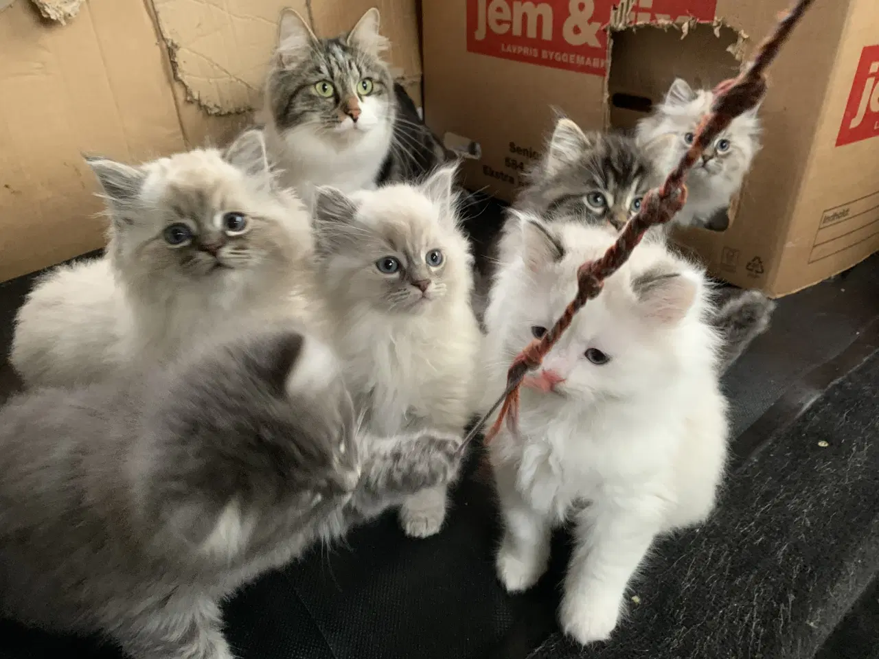 Billede 5 - Ragdoll- skovkat mor. Ragdoll far