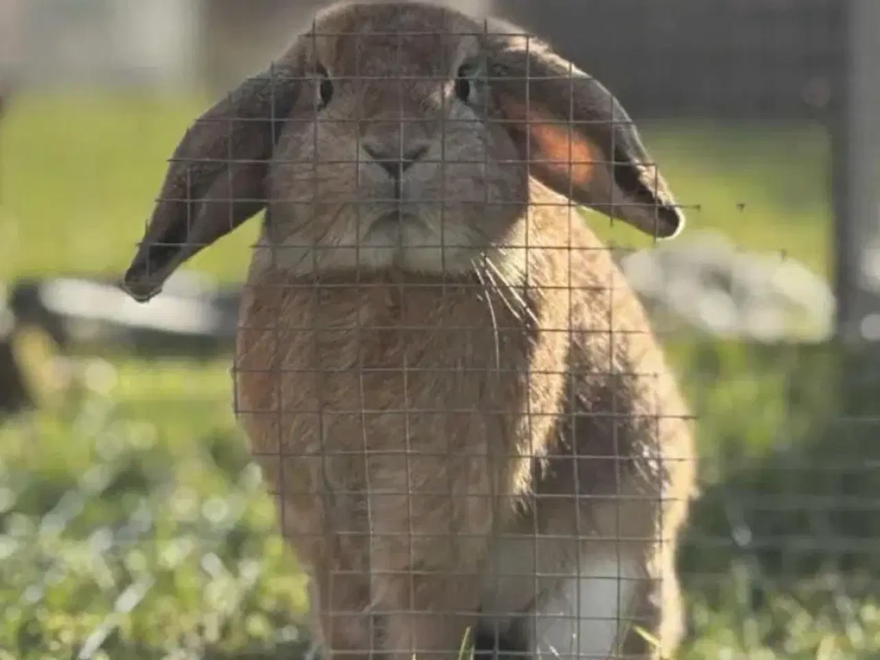 Billede 1 - Sød og kælen dværgvædder