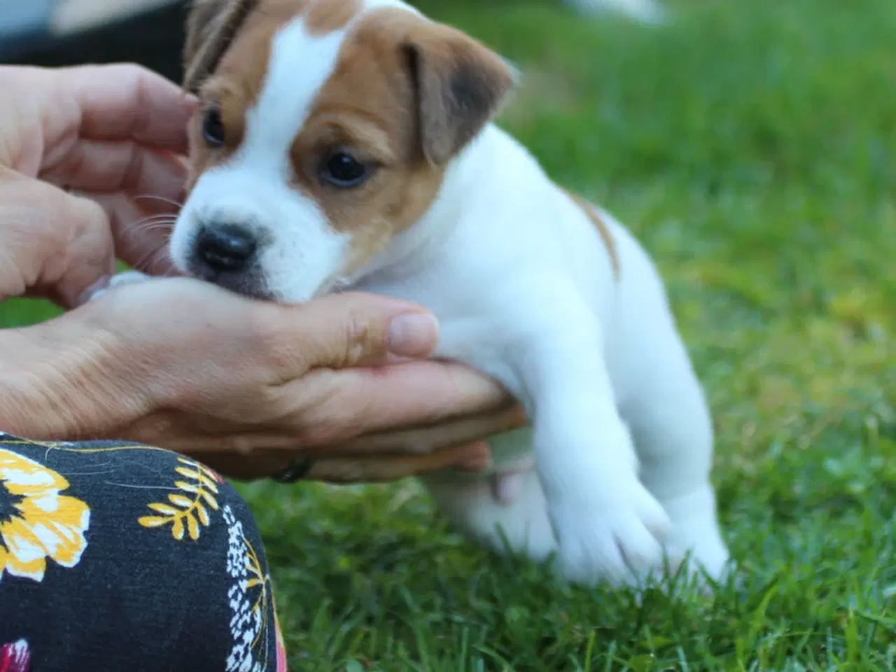 Billede 3 - Ægte Jack Russell terrier hvalpe sælges