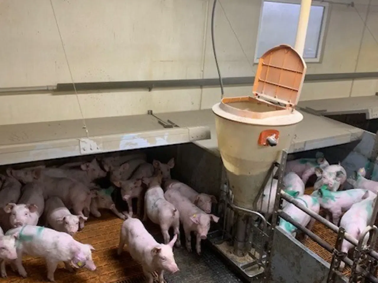 Billede 4 - Big Dutchman inventar Smågrisestald 130m2