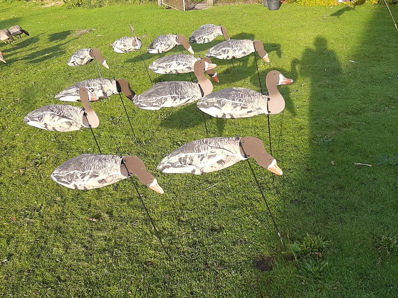 Billede 8 - Lokkegæs og trailer.