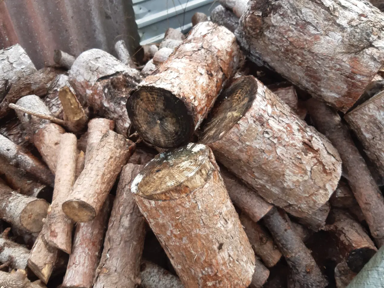 Billede 2 - Brænde fyrretræer