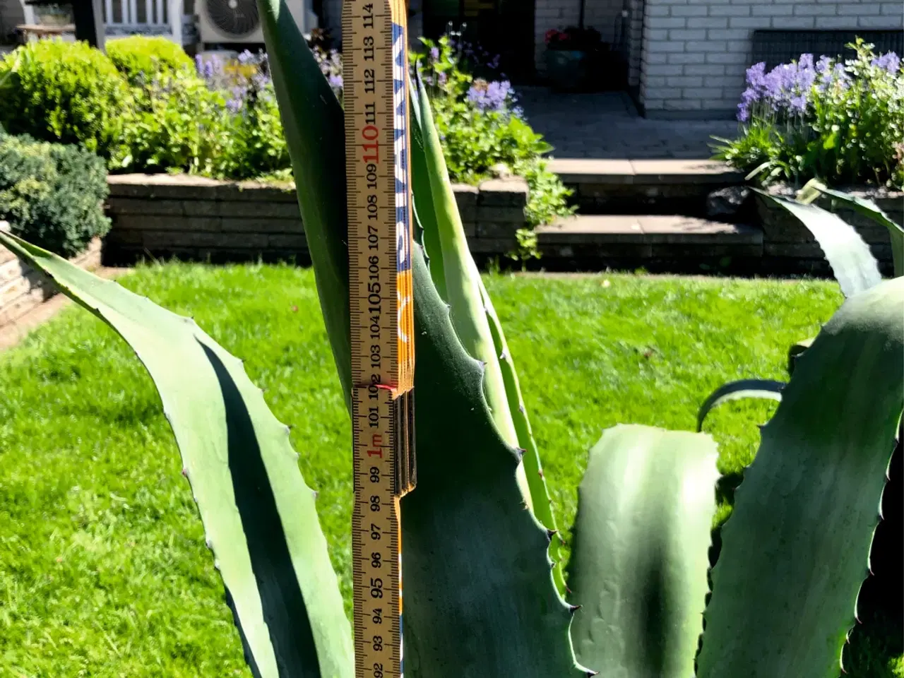 Billede 6 - Agave stor og flot plante Højde 118 cm. Bredde 110
