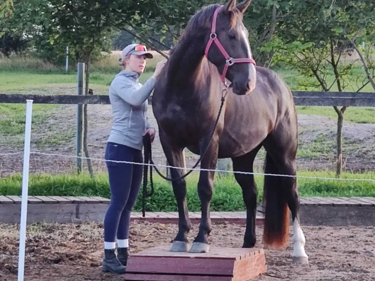 Billede 1 - Oldenborg hoppe 3 år 160 stg