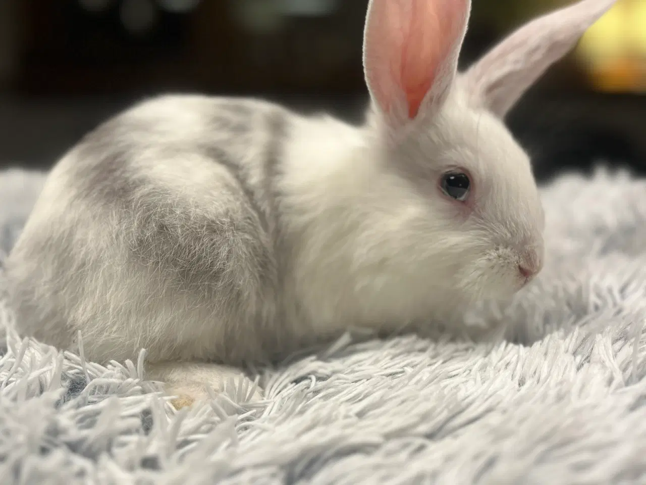 Billede 1 - Blandingskaniner - Fransk Vædder/Løvehoved