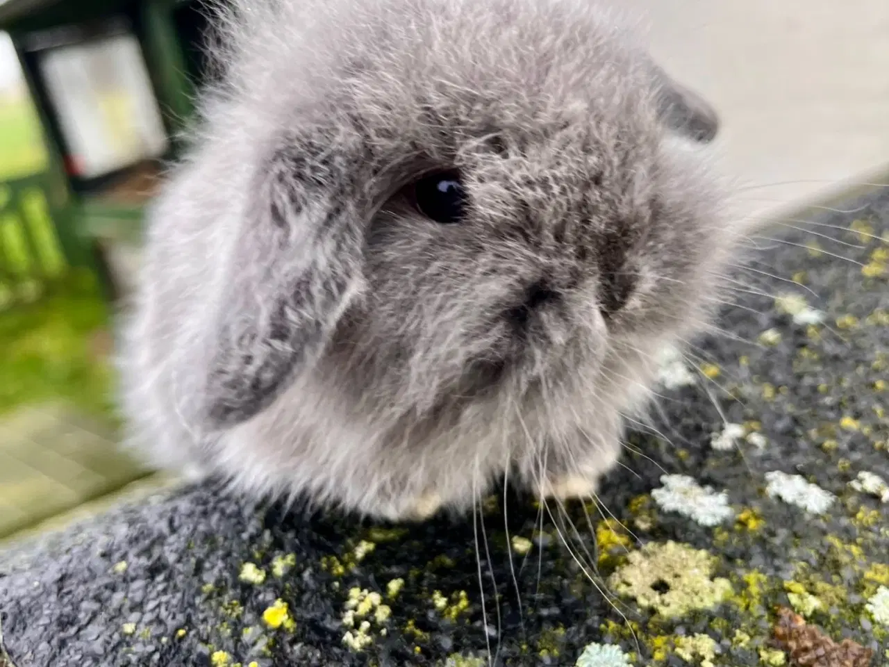 Billede 4 - Kanin unger. Minilop 