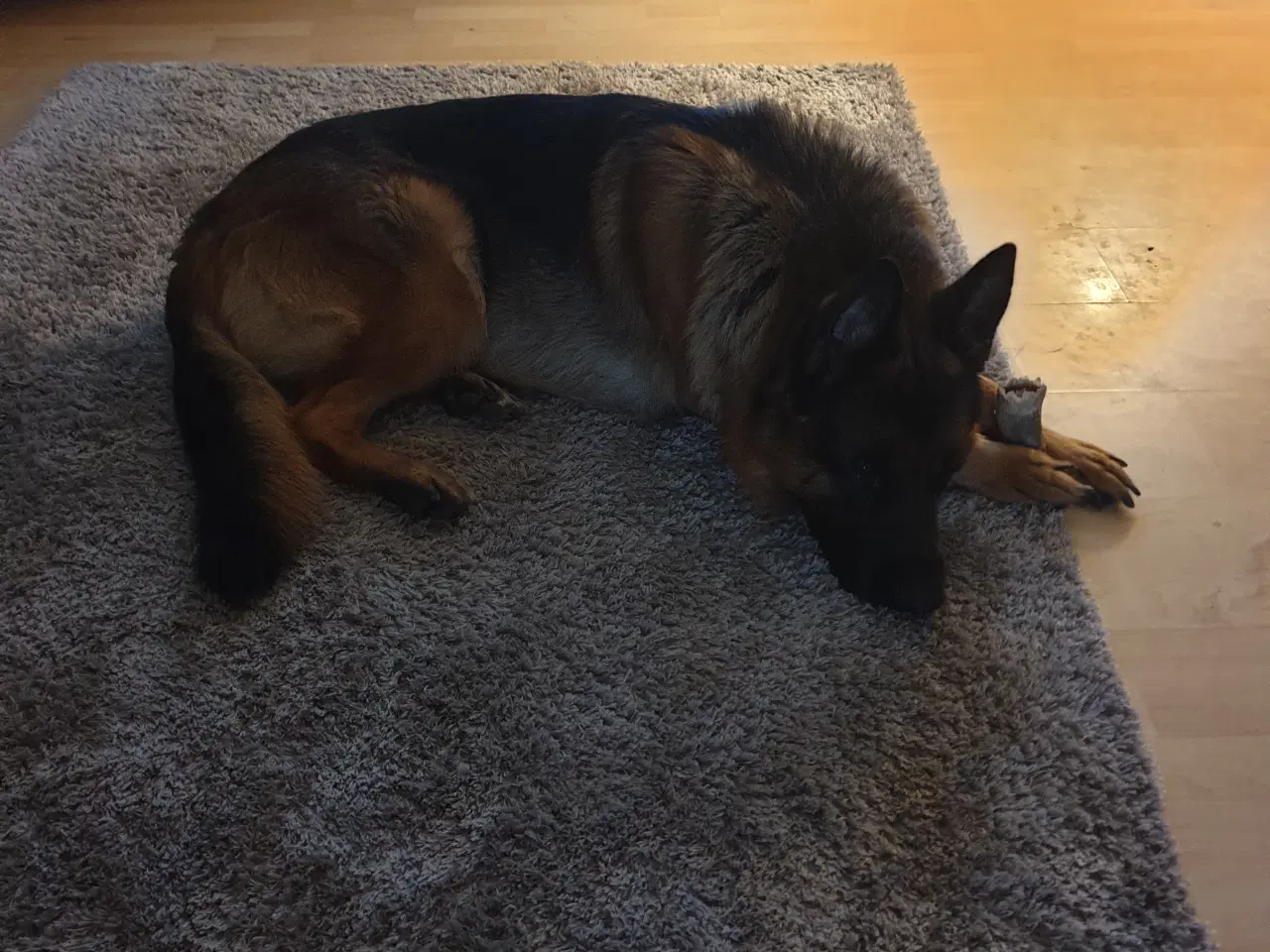 Billede 1 - Schæfer/Husky blandindshvalpe på vej. Bliver født 