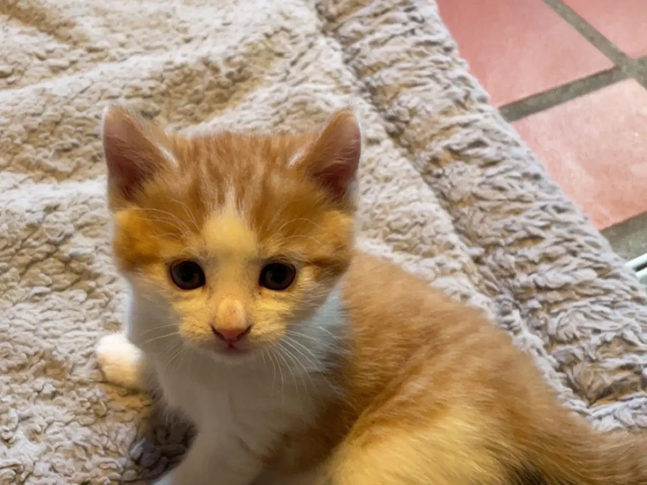 Billede 1 - Katte killinger
