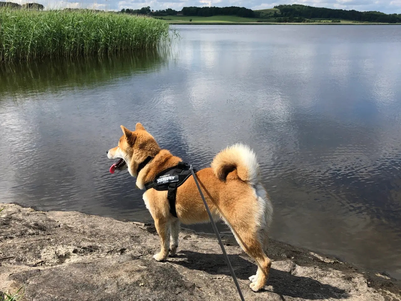 Billede 4 - Shiba Inu, han 2 år