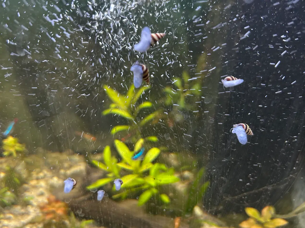 Billede 8 - 🐌 Helena snegle – mod uønskede snegle 5 stk 30 kr