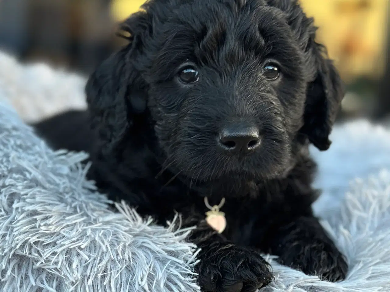 Billede 1 - Golden doodle hvalpe 