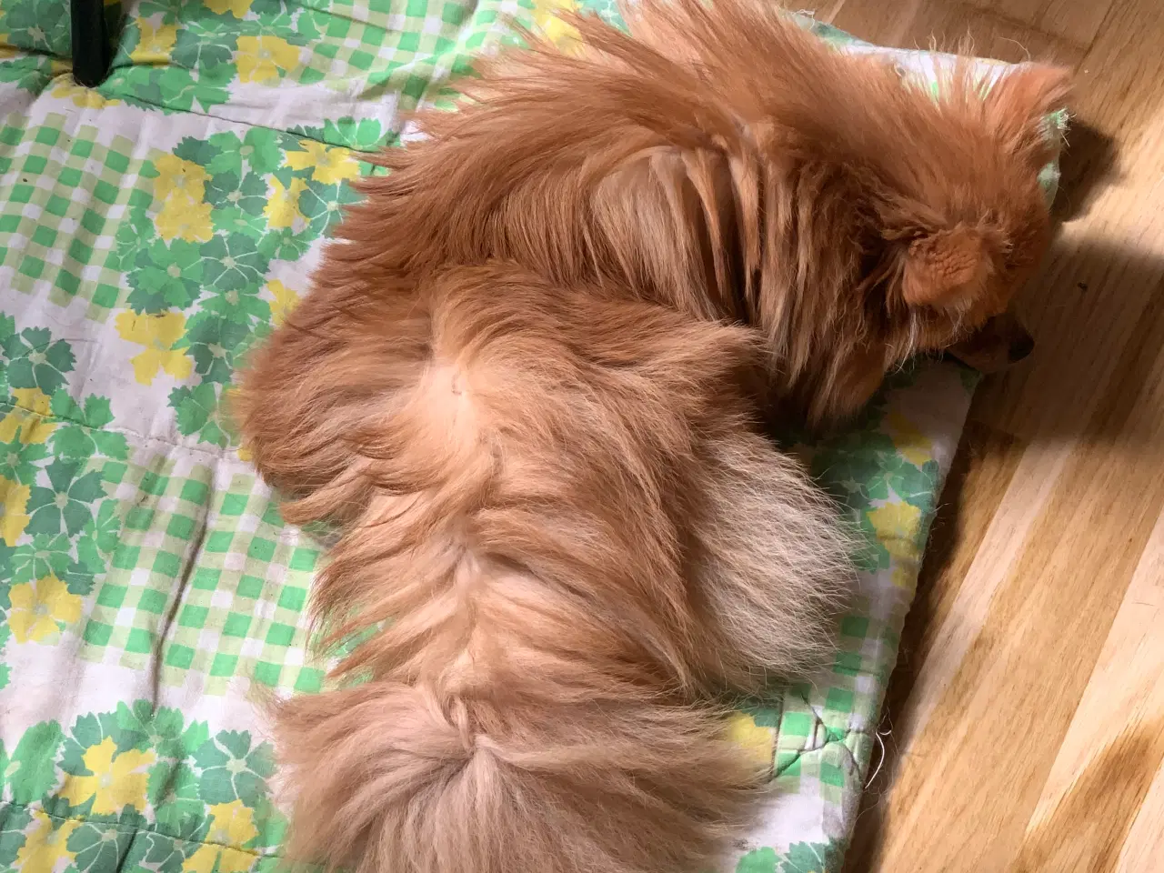Billede 5 - pomeranian tæve 7 måneder
