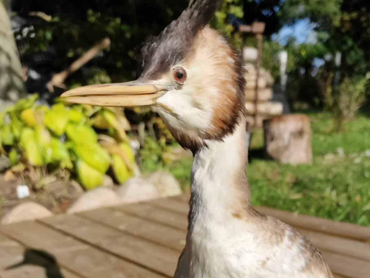 Billede 2 - Toppet lappedykker, udstoppet, sælges