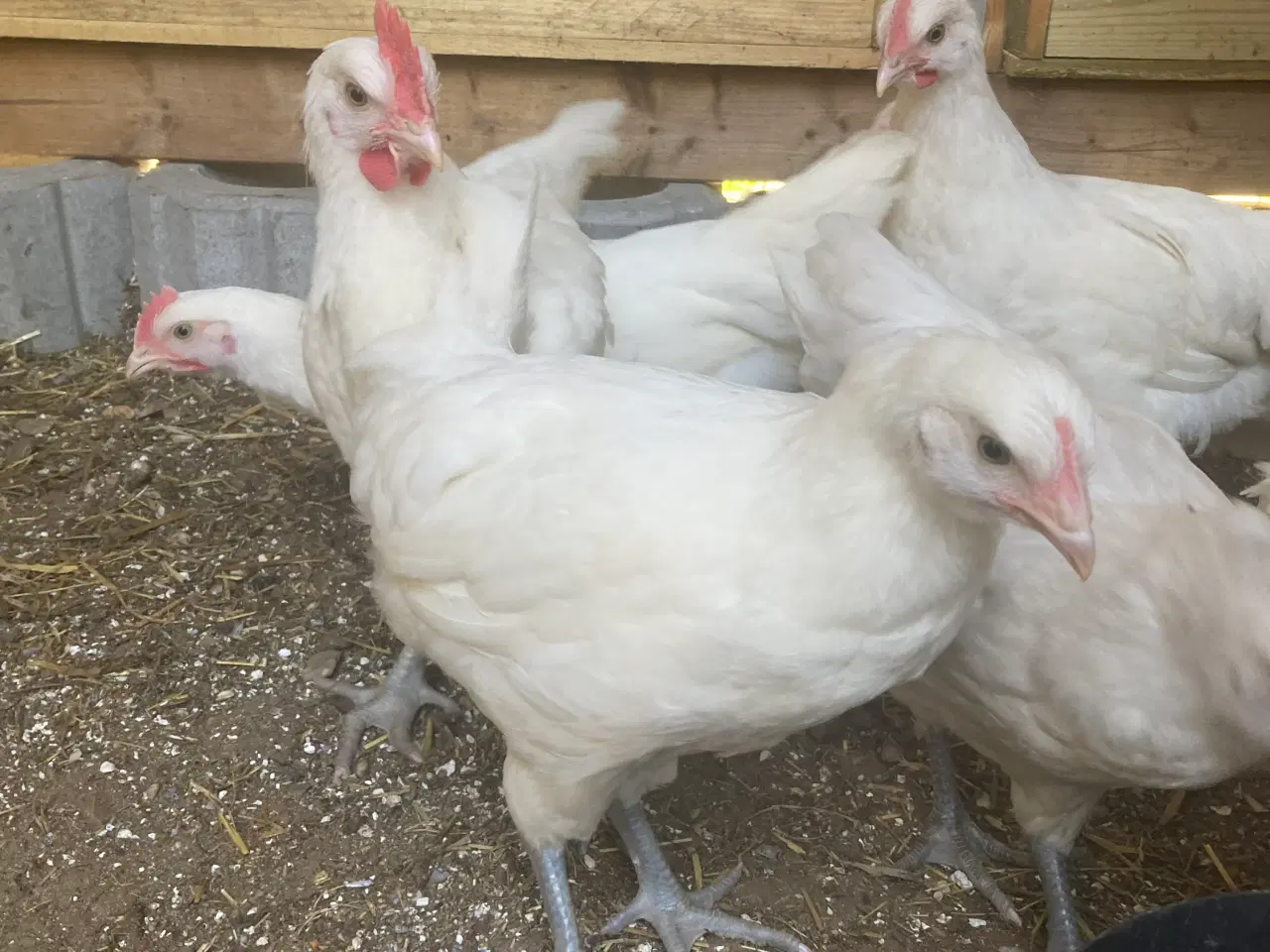 Billede 3 - 9 uge gammele kyllinger 