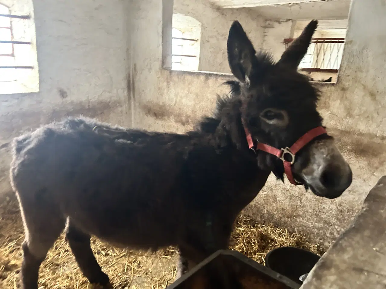 Billede 1 - Æsel hingst fra sep 24