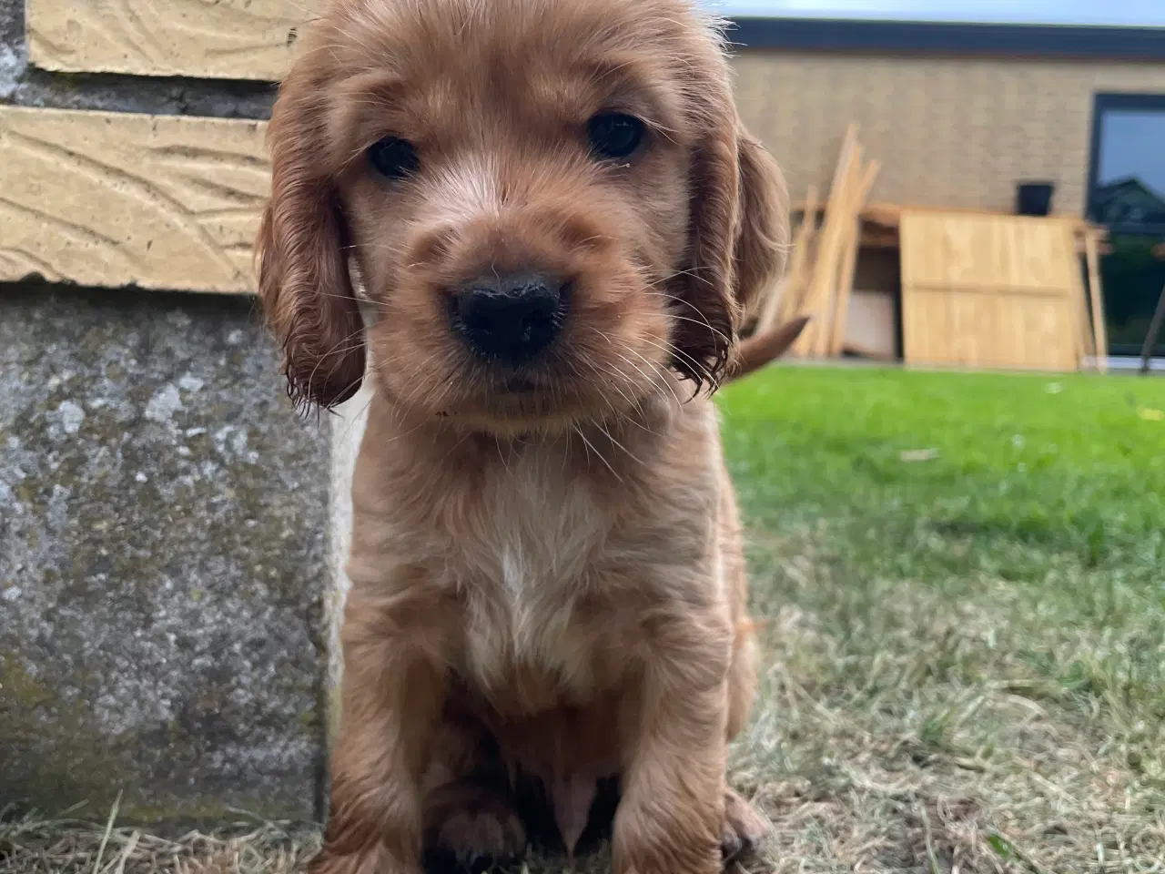 Billede 2 - Engelsk Cocker Spaniel