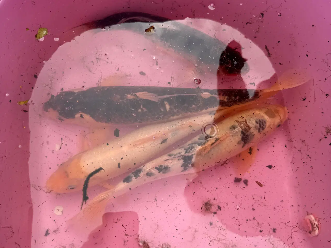 Billede 2 - Koi karper