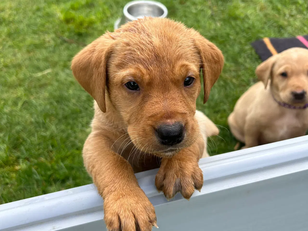 Billede 5 - Racerene RED FOX labrador af bedste familliehunde 