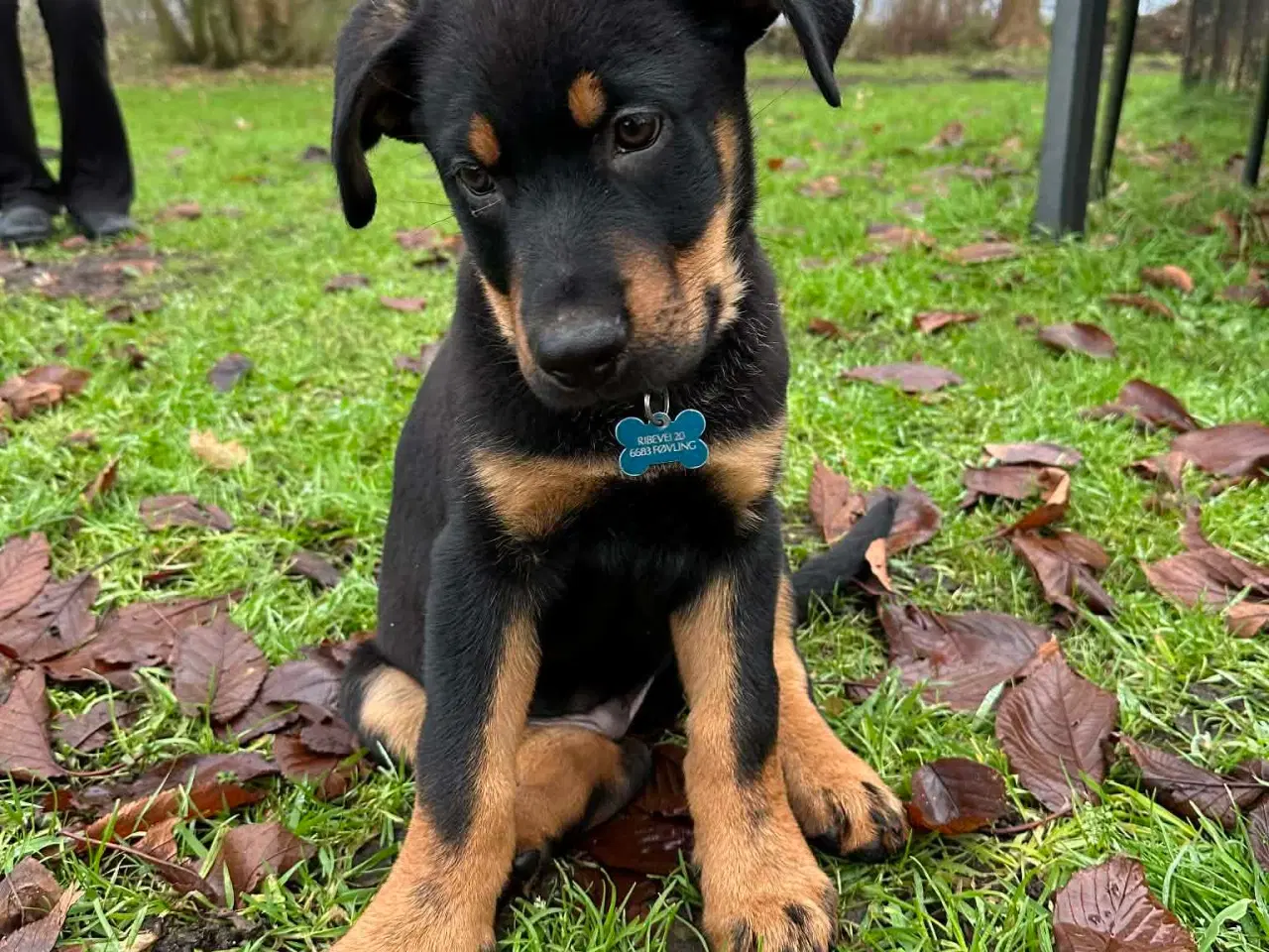 Billede 5 - Rottwailer/schæfer 