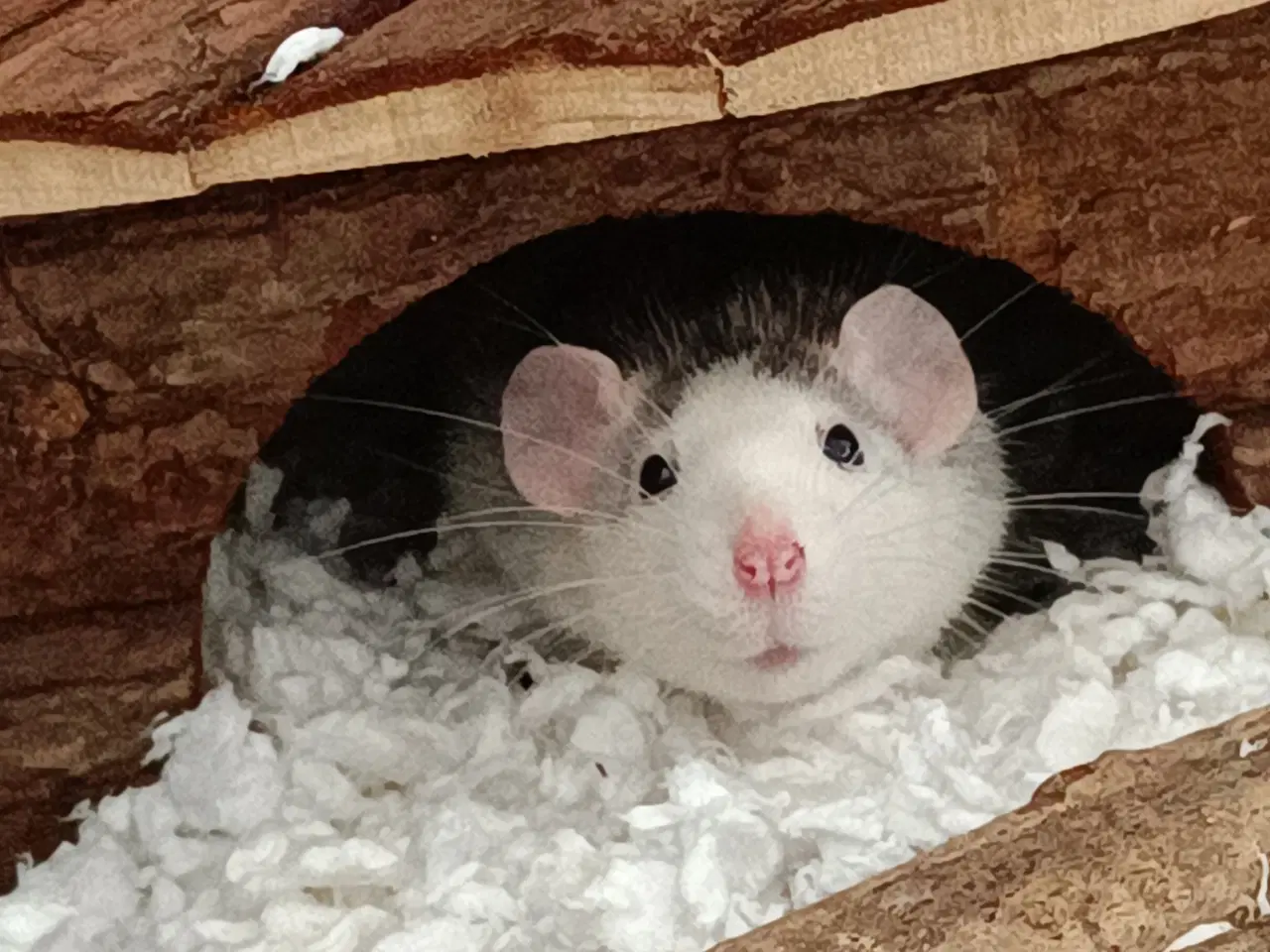 Billede 1 - Baby rotter på vej 🤗