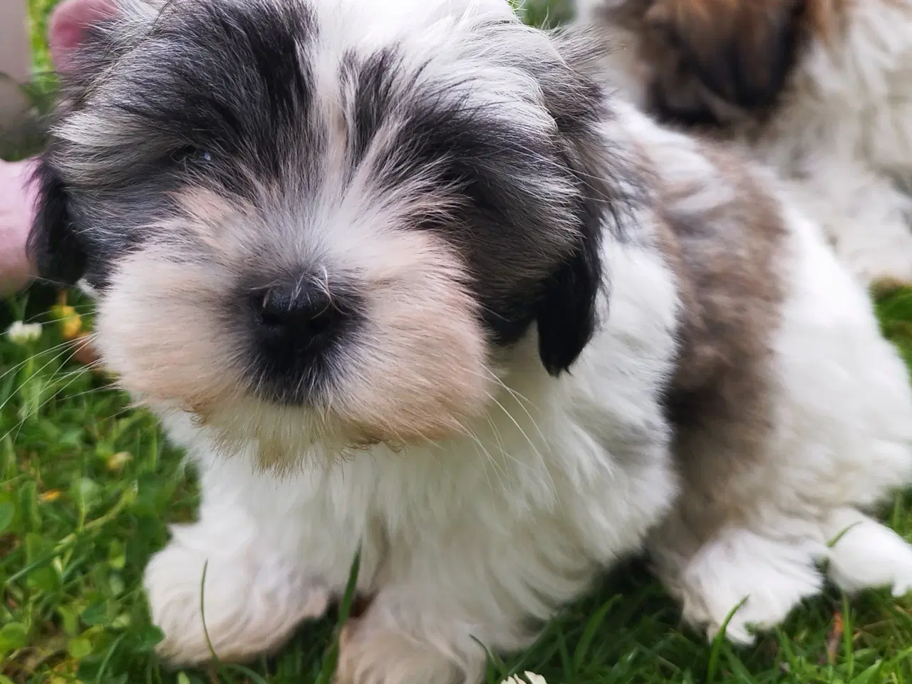 Billede 2 - shih tzu piger