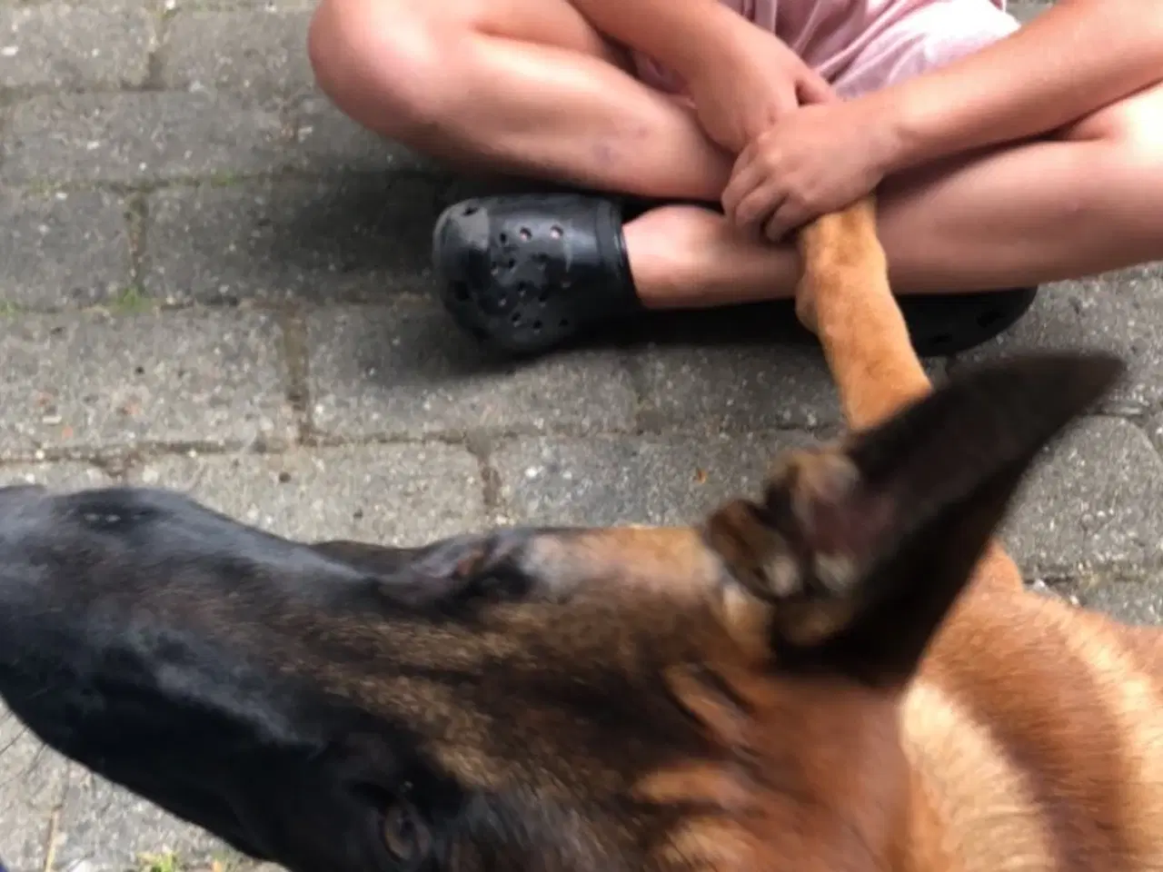 Billede 2 - belgisk malinois