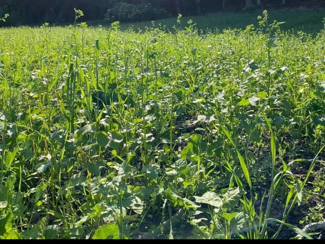 Billede 2 - Vildtfoder - vildtager 