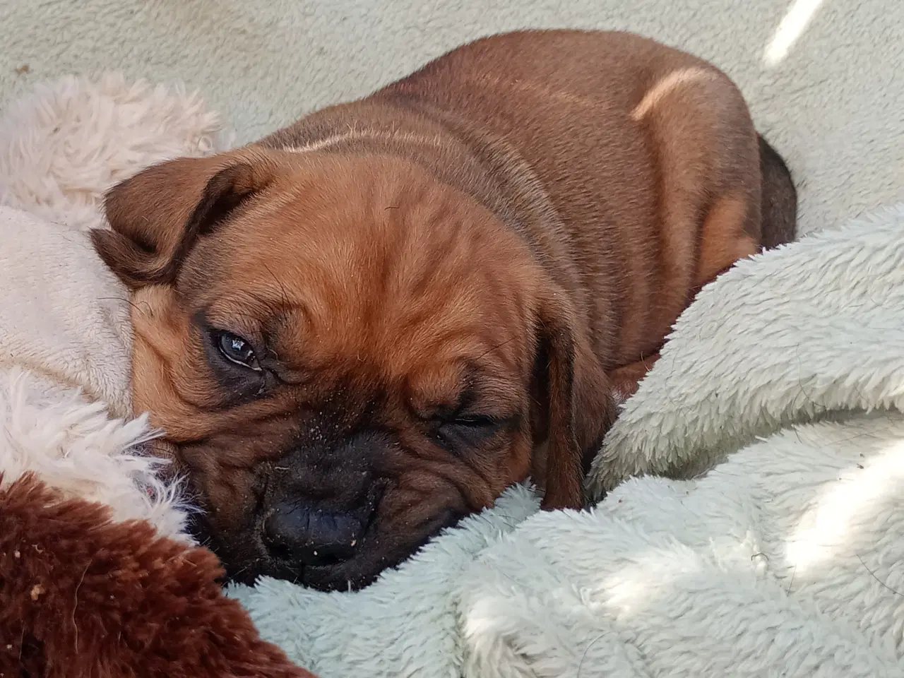 Billede 3 - Store kraftige Cane Corso x Rottweiler mix
