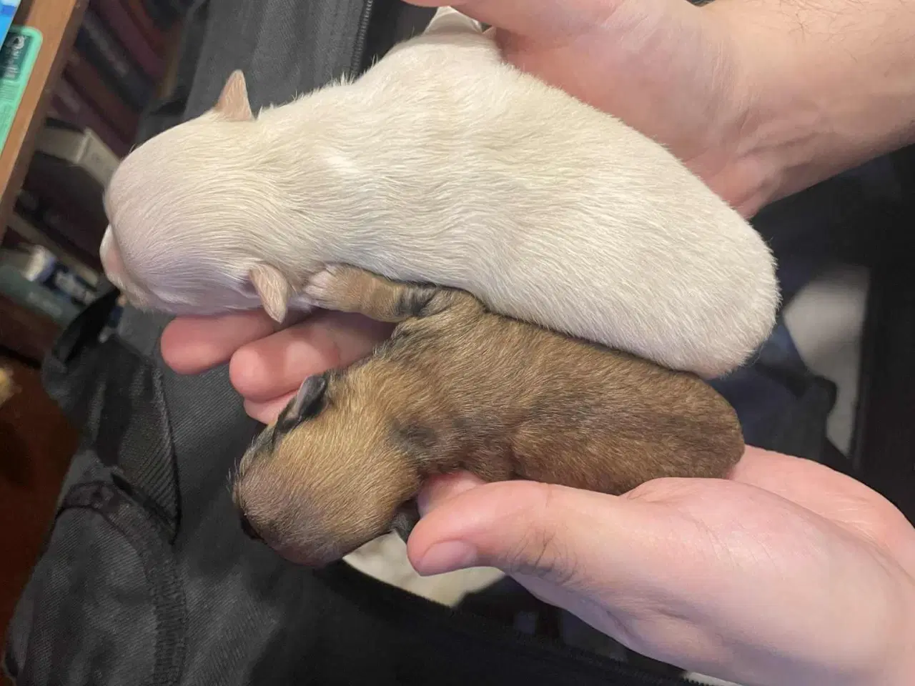 Billede 1 - Chihuahua hvalpe