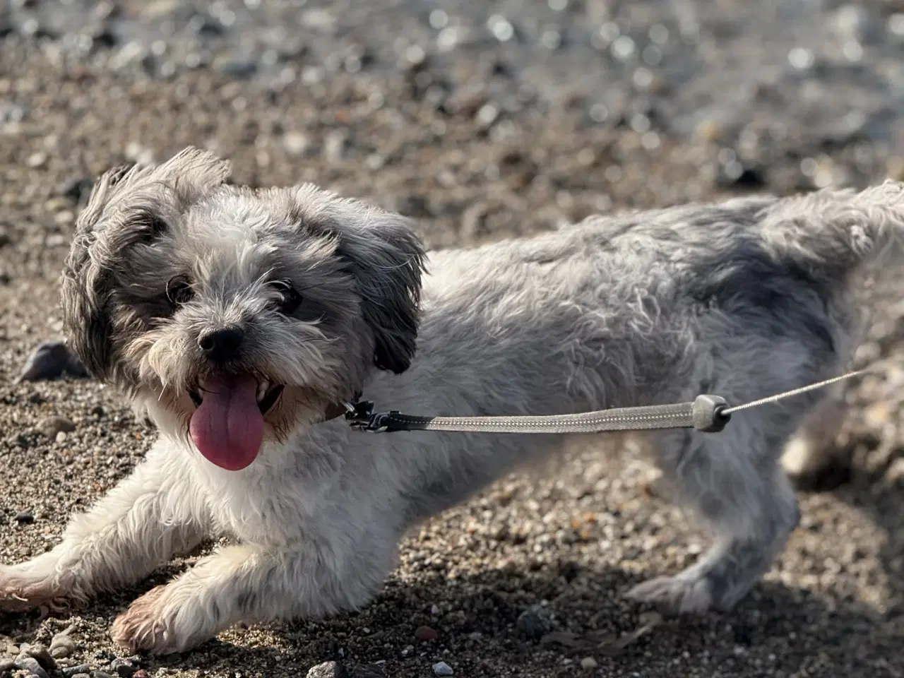 Billede 1 - Skøn havanaiser 