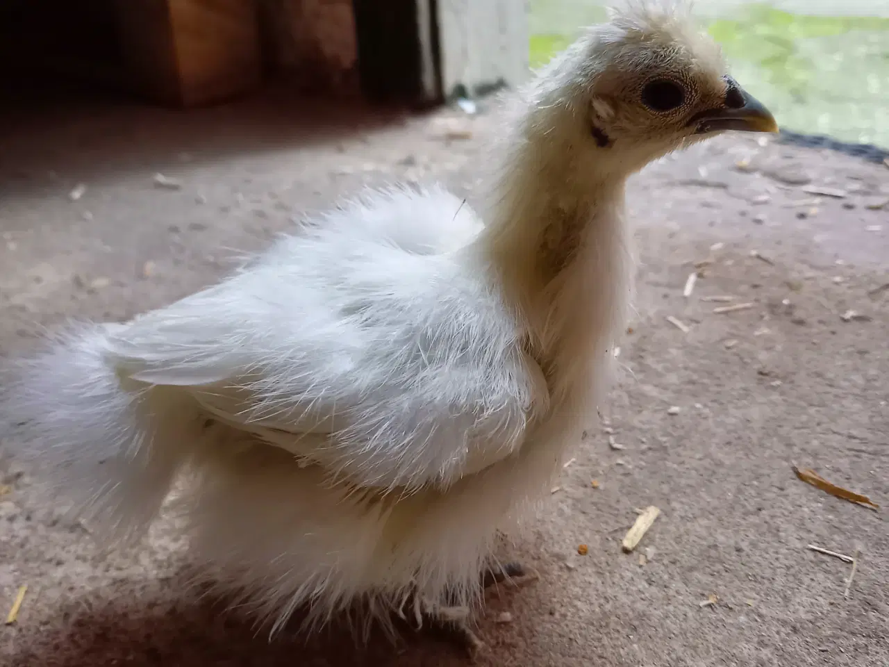 Billede 2 - Kyllinger af dværg silkehøns