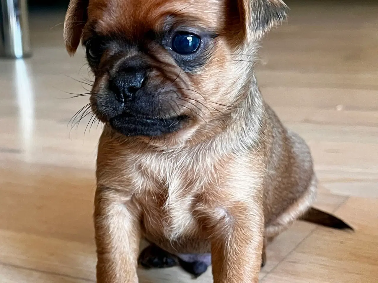 Billede 7 - Hundehvalp, Petit Griffon